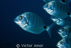 Fallow me by Victor Amor 